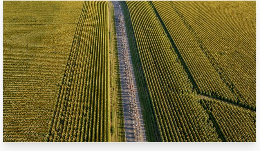 Luchtfoto van het peloton dat over een landweg door gouden velden slingert